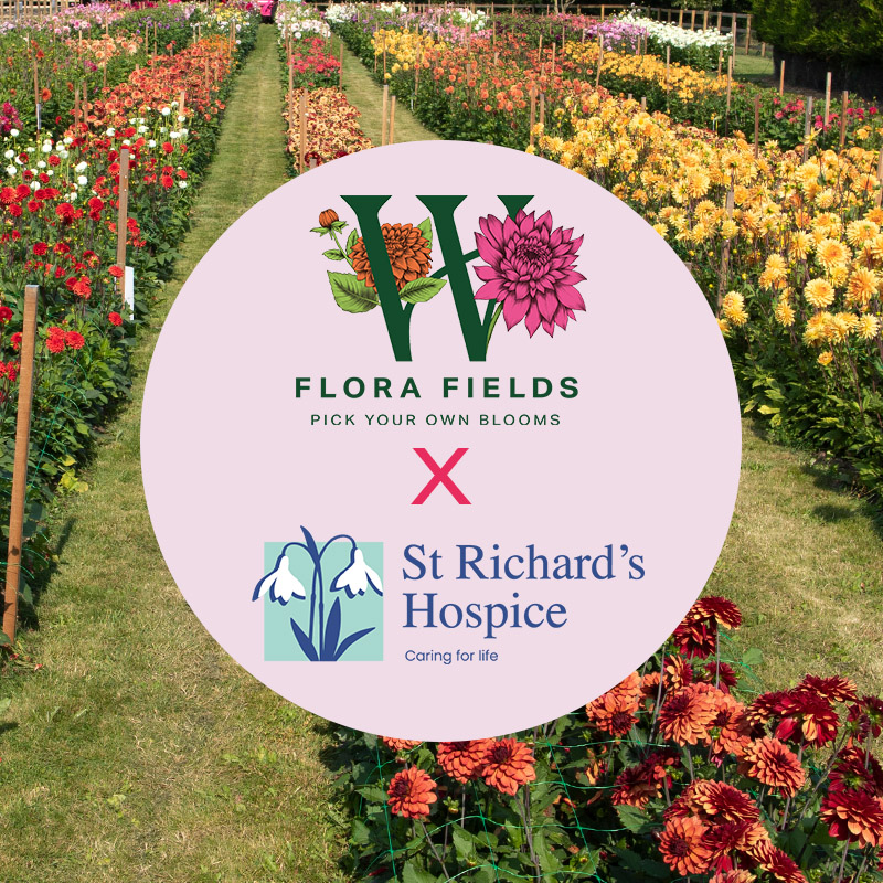 Wychbold: Flora Fields Charity Dahlia Dig Up