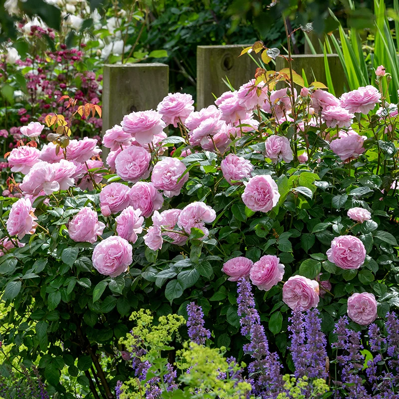 Wychbold: June in Bloom: A Chelsea-Inspired Talk from David Austin Roses 2026