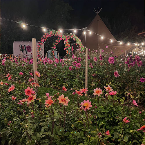 Wychbold: Disco in the Dahlias 2026