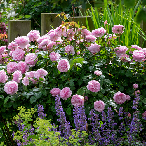 Wychbold: Coming up Roses with David Austin 2025