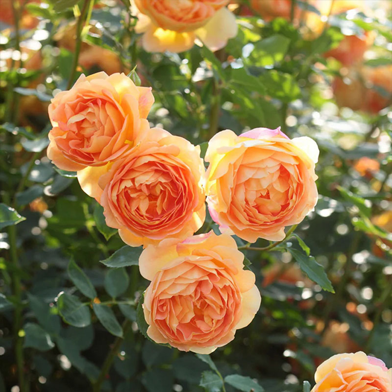 Cheltenham: June in Bloom: A Chelsea-Inspired Talk from David Austin Roses 2026